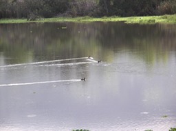 Poules d'eau - Etang du Gol