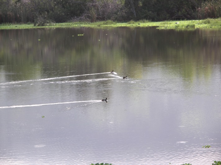 Poules d'eau - Etang du Gol