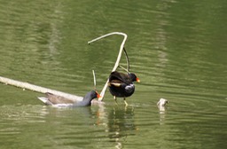 Poules d'eau