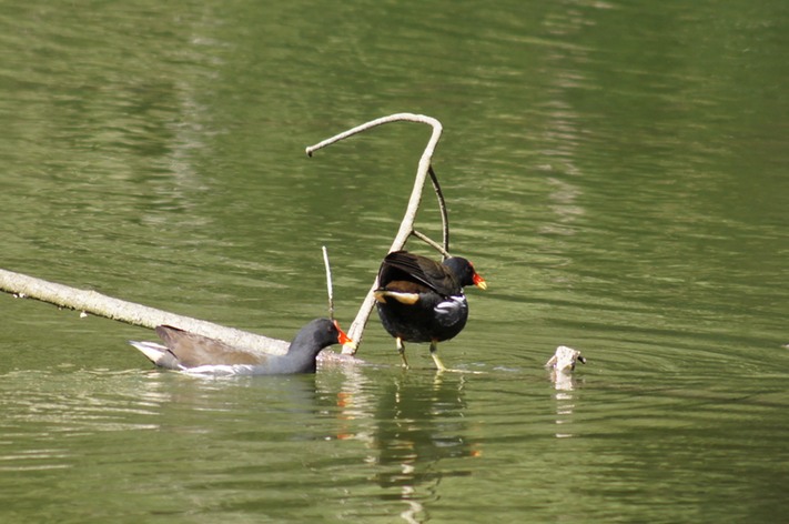 Poules d'eau