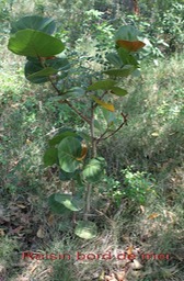 Raisin bord de mer - Coccoloba uvifera- Polygonacée