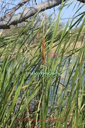 Voune ou Jonc- Typha domingensis- Typhacée-I