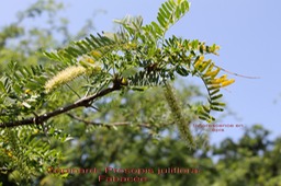 Zépinard- Prosopis juliflora - Fabacée - exo