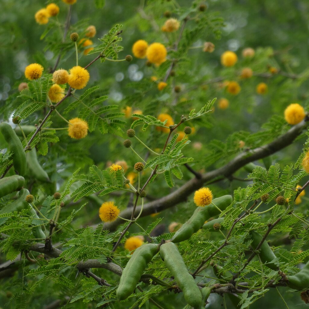 Vachellia farnesiana-Zepinard-FABACEAE-amphinaturalisé P1110798