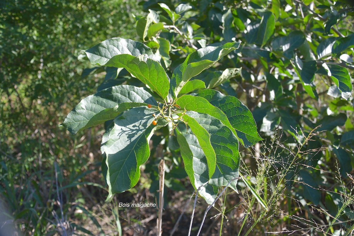1 Ehretia cymosa Bois malgache Ehretiaceae STENONATURALISE ENVAHISSANT SEULEMENT EN MILIEUX PERTURBES