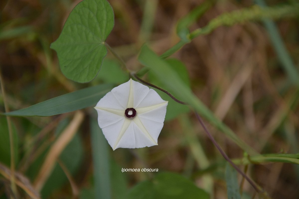 8 Ipomoea obscura Convolvulaceae AMPHINATURALISE ENVAHISSANT SEULEMENT EN MILIEUX PERTURBES 