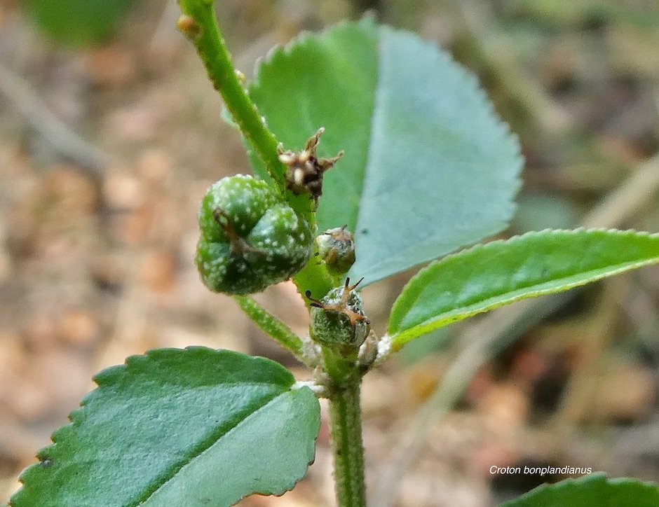 Croton bonplandianus ( fruit tricoque ) .euphorbiaceae.amphinaturalisé.envahissant en milieux perturbés