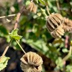 Abutilon indicum.mauve pays;malvaceae.,.jpeg