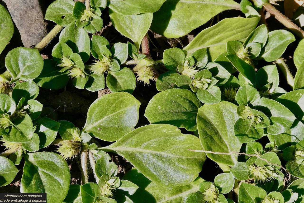 Alternanthera pungens Kunth.brède emballage à piquants.amaranthaceae.amphinaturalisé..jpeg