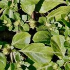Alternanthera pungens Kunth.brède emballage à piquants.amaranthaceae.amphinaturalisé..jpeg