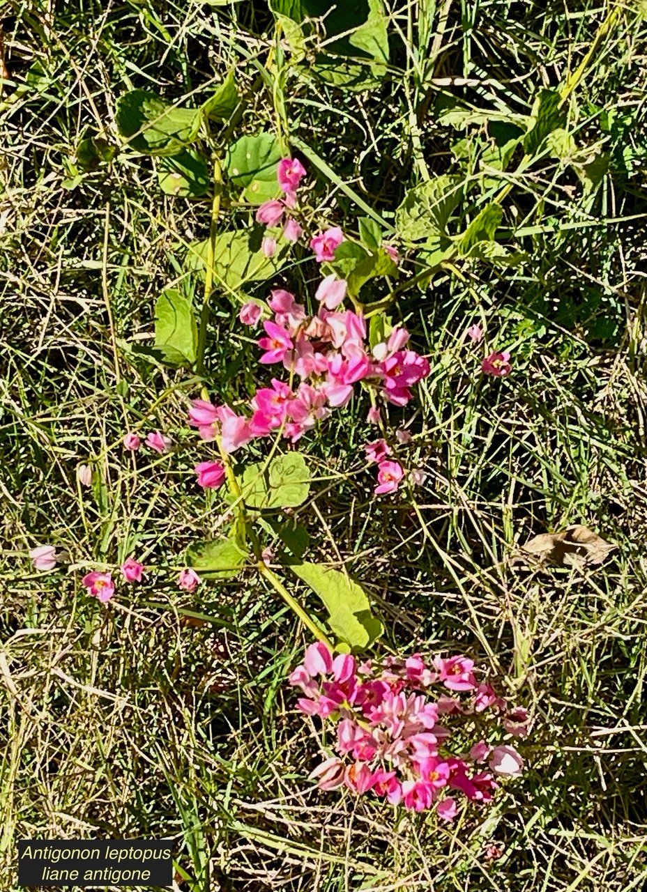 Antigonon leptopus Hook. et Arn.liane antigone.polygonaceae.espèce cultivée..jpeg