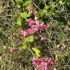 Antigonon leptopus Hook. et Arn.liane antigone.polygonaceae.espèce cultivée. (1).jpeg