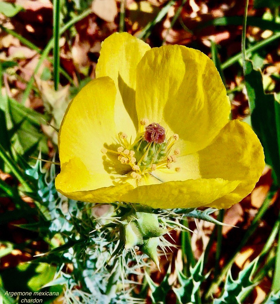Argemone mexicana.chardon.papaveraceae.amphinaturalisé. (1).jpeg