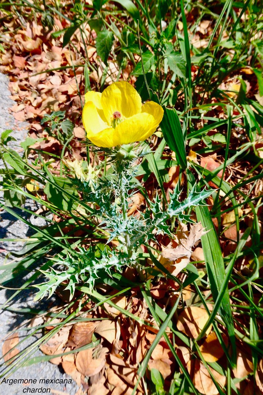 Argemone mexicana.chardon.papaveraceae.amphinaturalisé..jpeg