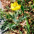 Argemone mexicana.chardon.papaveraceae.amphinaturalisé. (1).jpeg