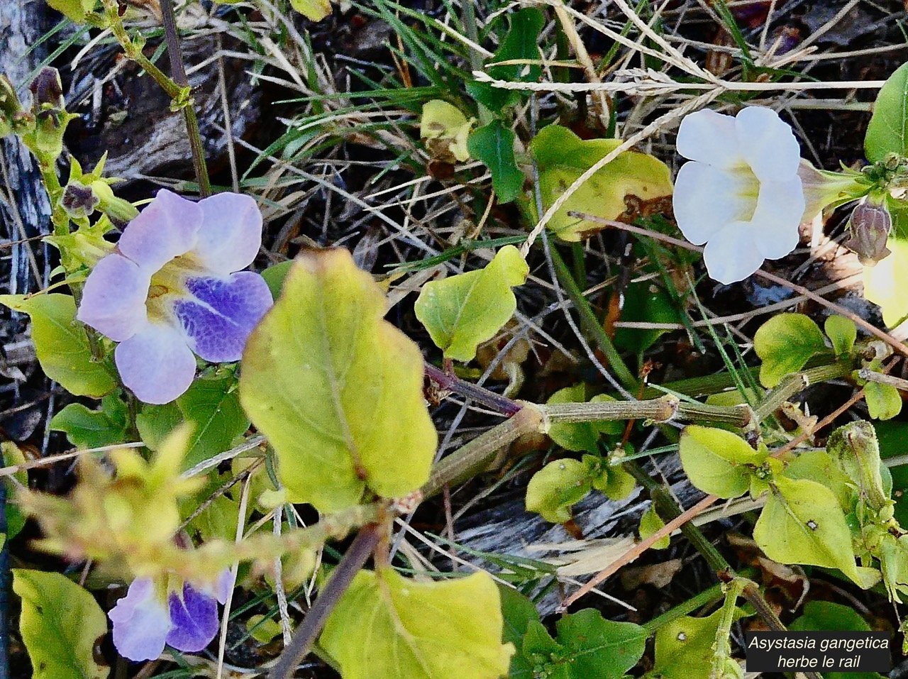 Asystasia gangetica.herbe lle rail.acanthaceae.amphinaturalisé.espèce envahissante..jpeg