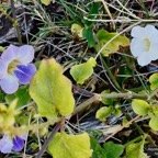 Argemone mexicana.chardon.papaveraceae.amphinaturalisé..jpeg