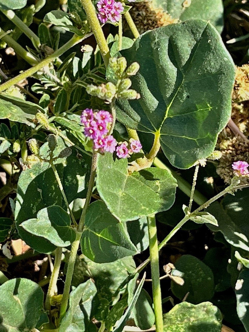 Boerhavia erecta .nyctaginaceae.sténonaturalisé.potentiellement envahissant..jpeg