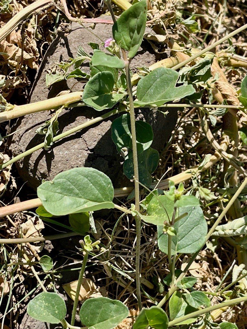 Boerhavia erecta.nyctaginaceae.sténonaturalisé.potentiellement envahissant..jpeg