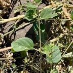 Boerhavia erecta .nyctaginaceae.sténonaturalisé.potentiellement envahissant..jpeg