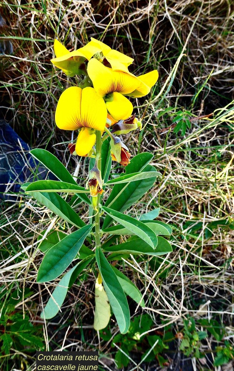 Crotalaria retusa. cascavelle jaune.pois rond marron.fabaceae.cryptogène..jpeg