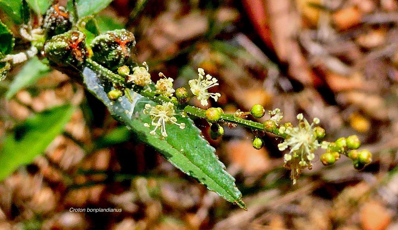 Croton bonplandianus .( boutons floraux-fleurs et fruits )euphorbiaceae.amphinaturalisé.envahissant en milieux perturbés..jpeg