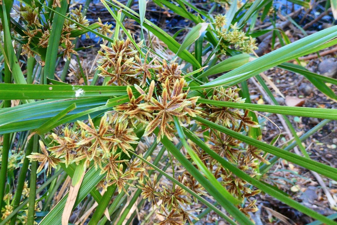 Cyperus involucratus.papyrus.souchet à feuilles alternes.cyperaceae.stenonaturalisé.très envahissant. (1).jpeg