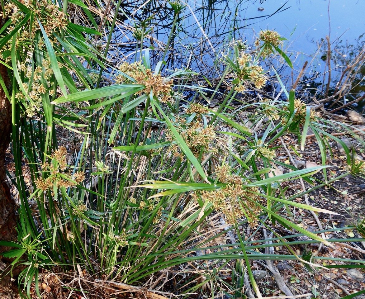 Cyperus involucratus.papyrus.souchet à feuilles alternes.cyperaceae.stenonaturalisé.très envahissant..jpeg