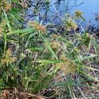 Cyperus involucratus.papyrus.souchet à feuilles alternes.cyperaceae.stenonaturalisé.très envahissant. (1).jpeg