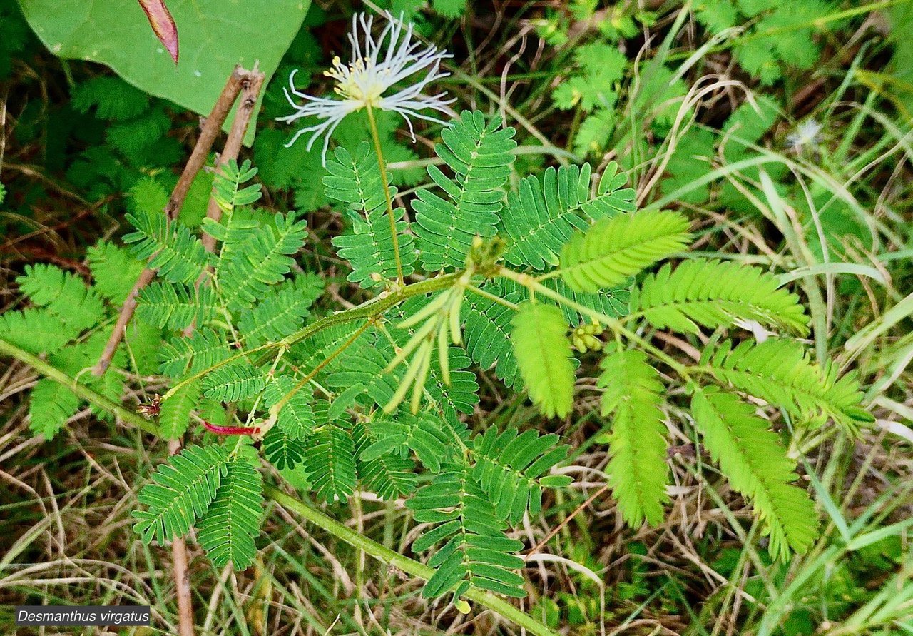 Desmanthus virgatus (L.) Willd.ti cassi.petit mimosa.fabaceae.amphinaturalisé..jpeg