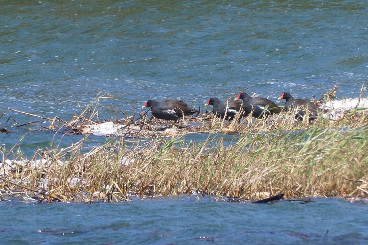 Gallinula chloropus.poule d'eau. rallidae.jpeg