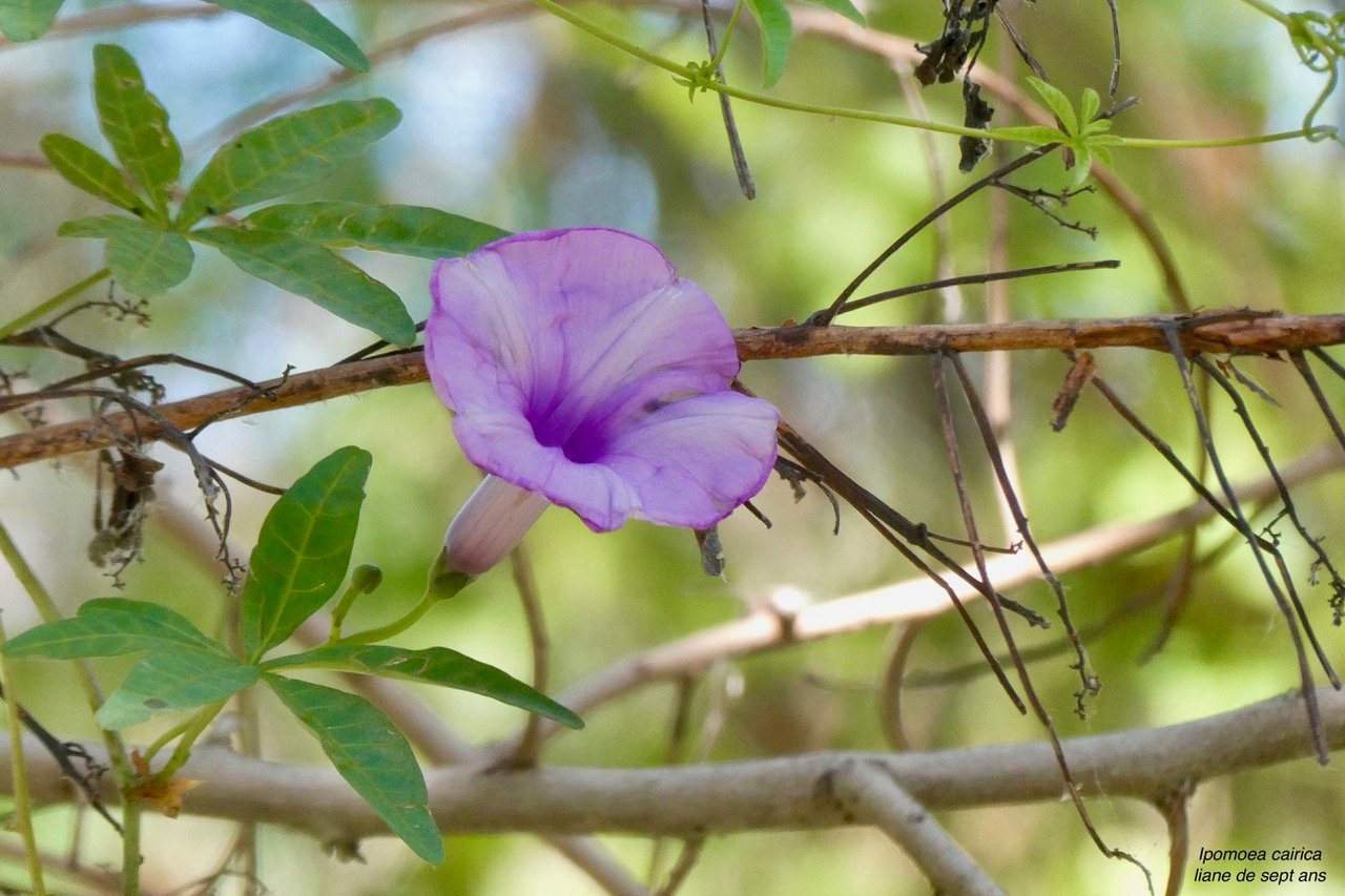 Ipomoea cairica. liane de sept ans.convolvulaceae.amphinaturalisé.potentiellement envahissante. (1).jpeg