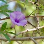 IMG_6789.jpeg