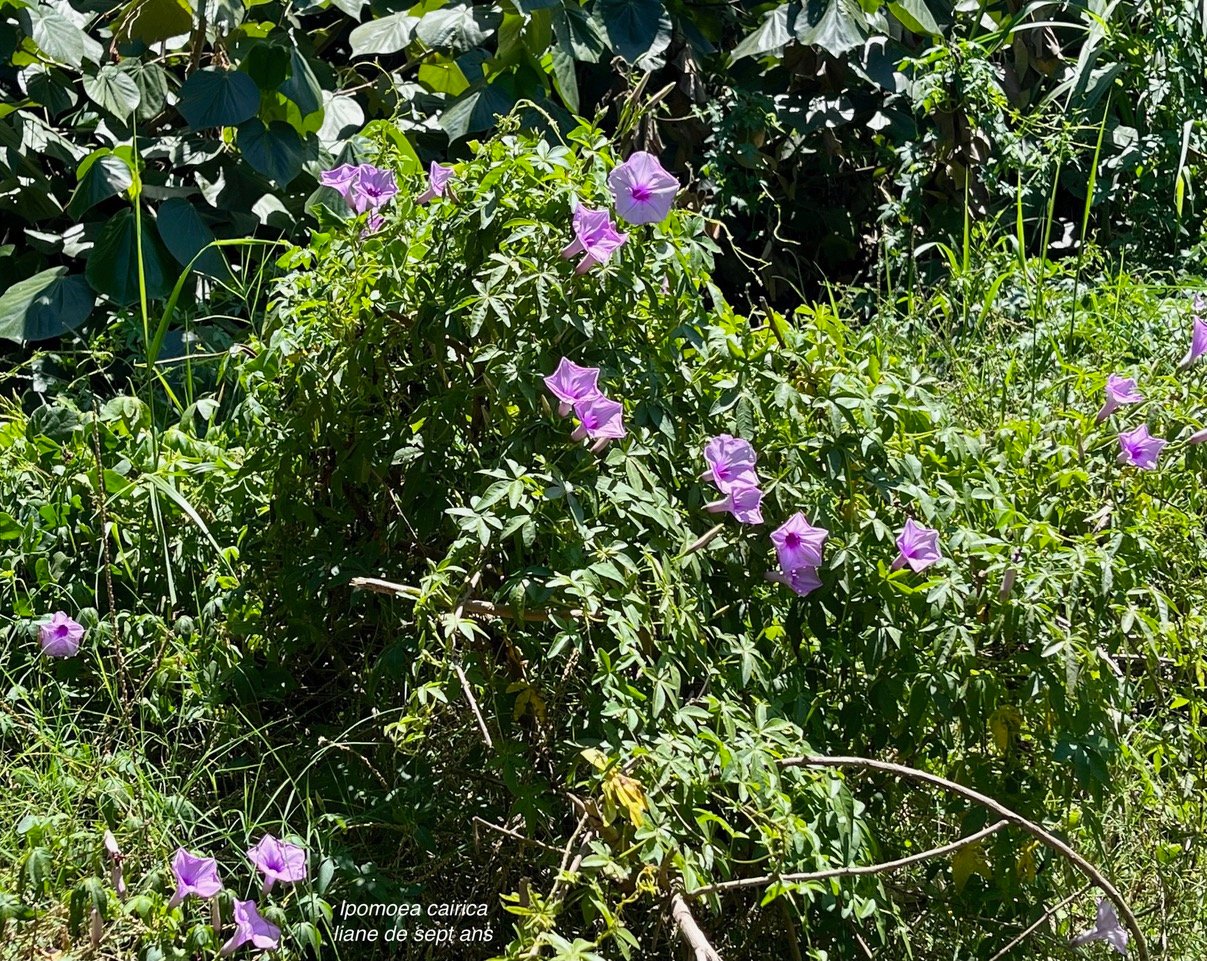 Ipomoea cairica. liane de sept ans.convolvulaceae.amphinaturalisé.potentiellement envahissante..jpeg