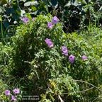 Ipomoea cairica. liane de sept ans.convolvulaceae.amphinaturalisé.potentiellement envahissante. (1).jpeg