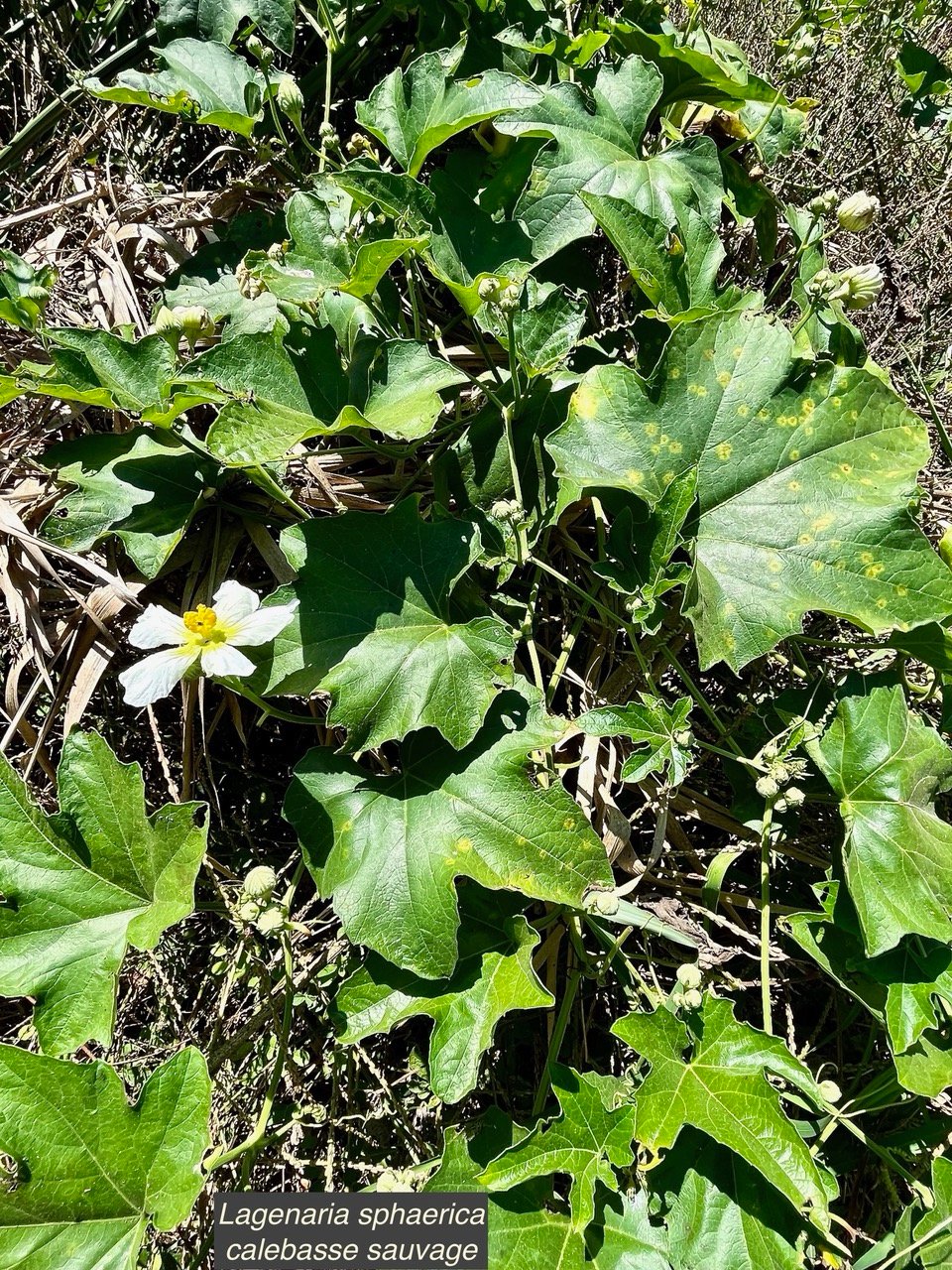 Lagenaria sphaerica (Sond.) Naudin.calebasse sauvage.cucurbitaceae.stenonaturalisé.potentiellement envahissant. (1).jpeg
