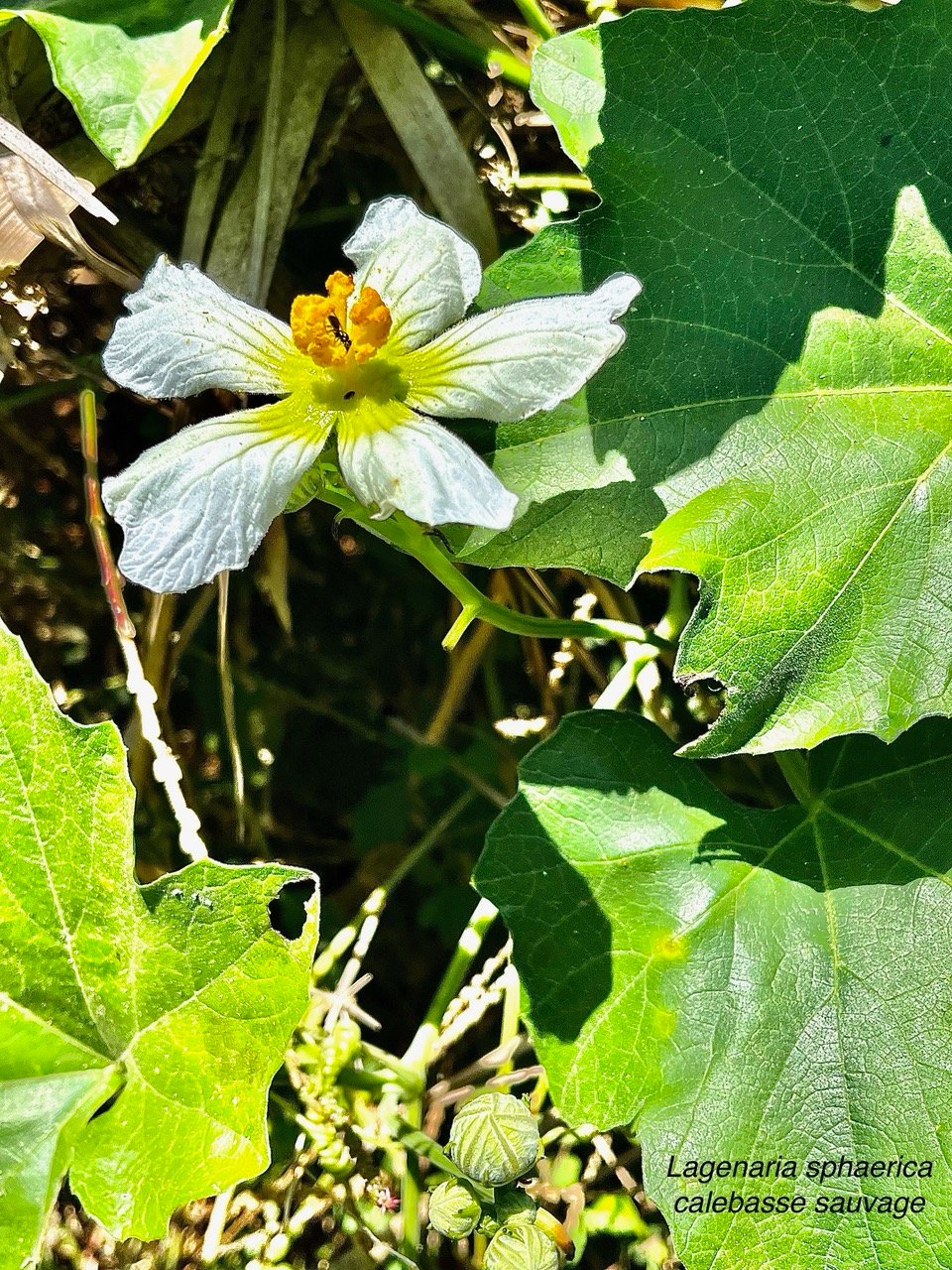 Lagenaria sphaerica (Sond.) Naudin.calebasse sauvage.cucurbitaceae.stenonaturalisé.potentiellement envahissant..jpeg