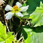 Lagenaria sphaerica (Sond.) Naudin.calebasse sauvage.cucurbitaceae.stenonaturalisé.potentiellement envahissant. (1).jpeg