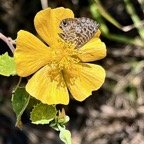Lagenaria sphaerica (Sond.) Naudin.calebasse sauvage.cucurbitaceae.stenonaturalisé.potentiellement envahissant..jpeg
