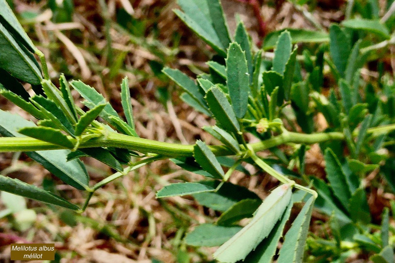 Melilotus albus.mélilot.mélilot blanc .fabaceae. (1).jpeg