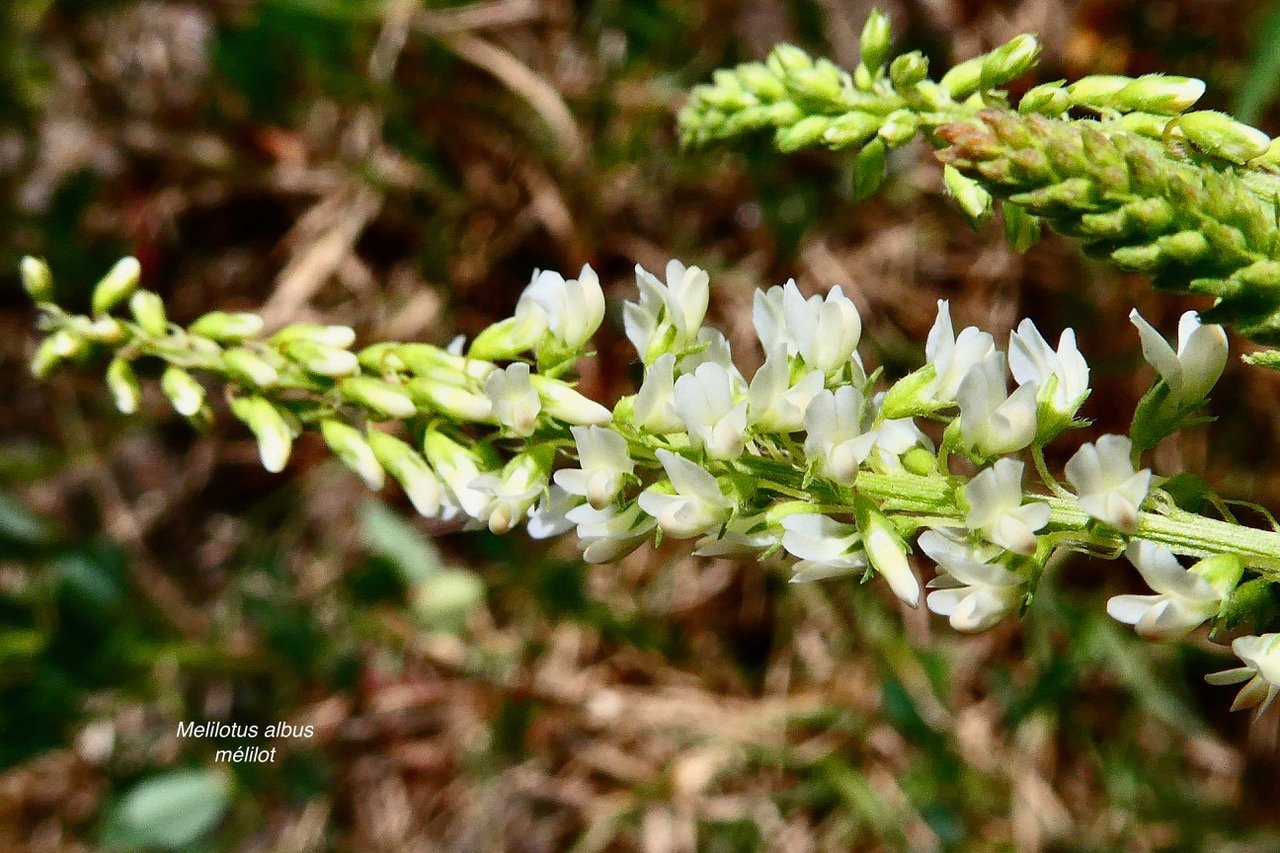 Melilotus albus.mélilot.mélilot blanc .fabaceae..jpeg