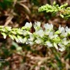 Melilotus albus.mélilot.mélilot blanc .fabaceae. (1).jpeg