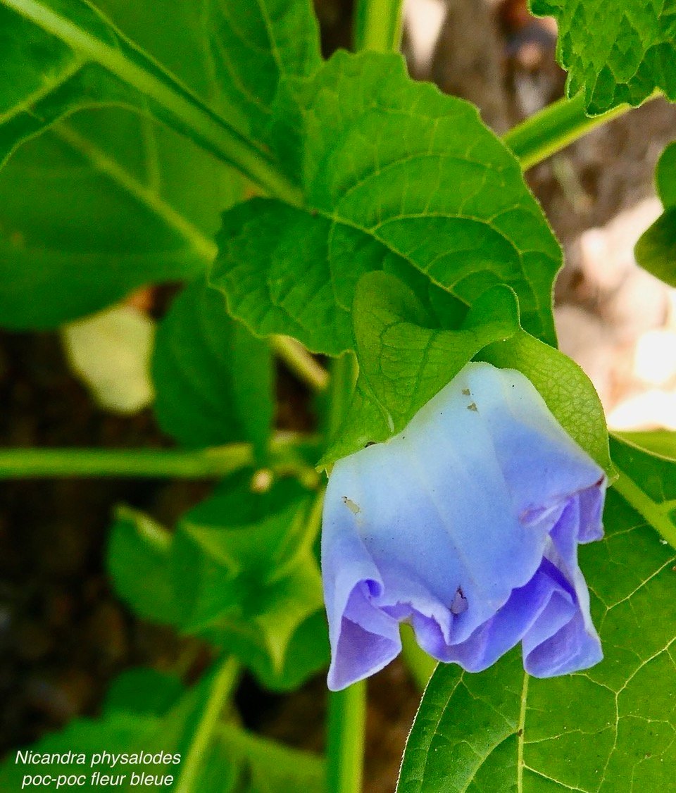 Nicandra physalodes.poc-poc bleu.solanaceae.amphinaturalisé. (1).jpeg
