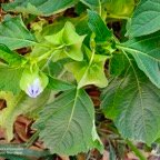 Nicandra physalodes.poc-poc bleu.solanaceae.amphinaturalisé. (1).jpeg