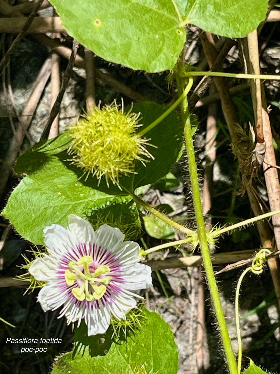Passiflora foetida.poc-poc.Ti grenadelle.passifloraceae.espèce envahissante; (1).jpeg