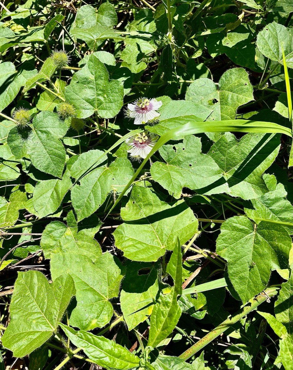 Passiflora foetida.poc-poc.Ti grenadelle.passifloraceae.espèce envahissante;.jpeg