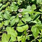 Passiflora foetida.poc-poc.Ti grenadelle.passifloraceae.espèce envahissante; (1).jpeg