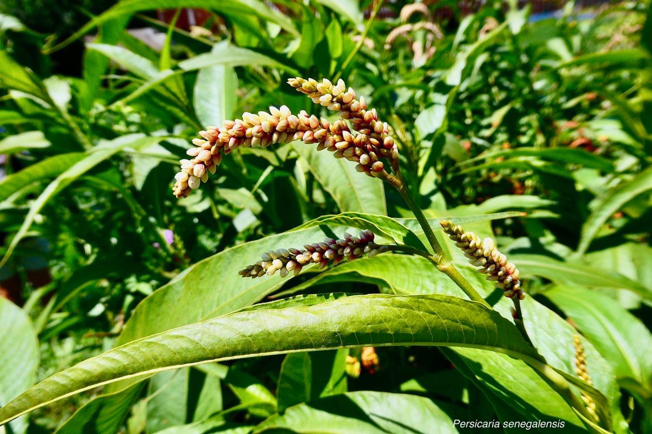 Persicaria senegalensis.persicaire du Sénégal.polygonaceae.cryptogène..jpeg