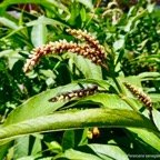 Passiflora foetida.poc-poc.Ti grenadelle.passifloraceae.espèce envahissante;.jpeg