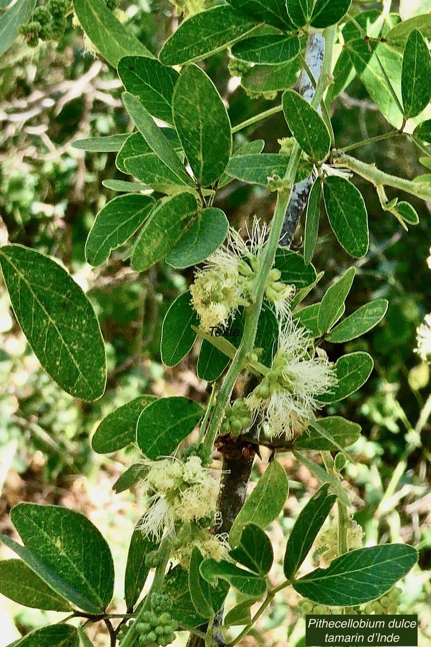 Pithecellobium dulce.tamarin d&rsquo;Inde.fabaceae.amphinaturalisé..jpeg